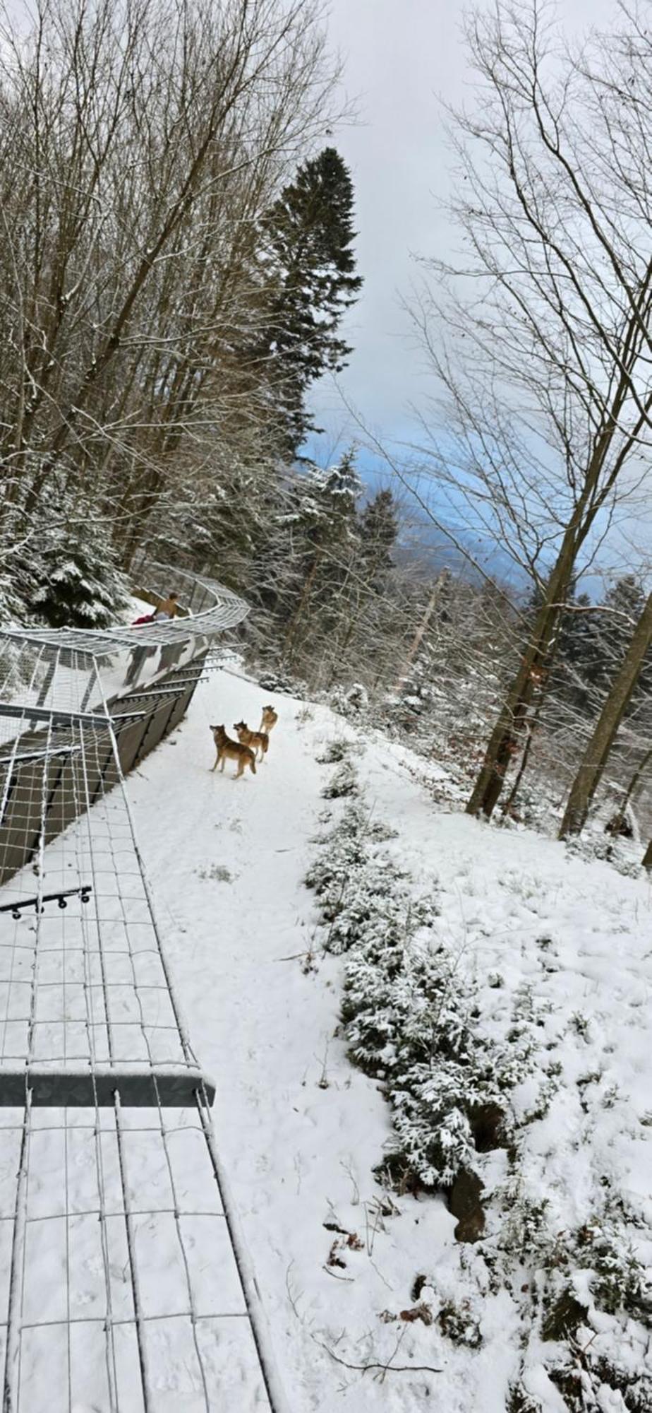 Apartment Am Nationalpark Bayerwald Lindberg ภายนอก รูปภาพ